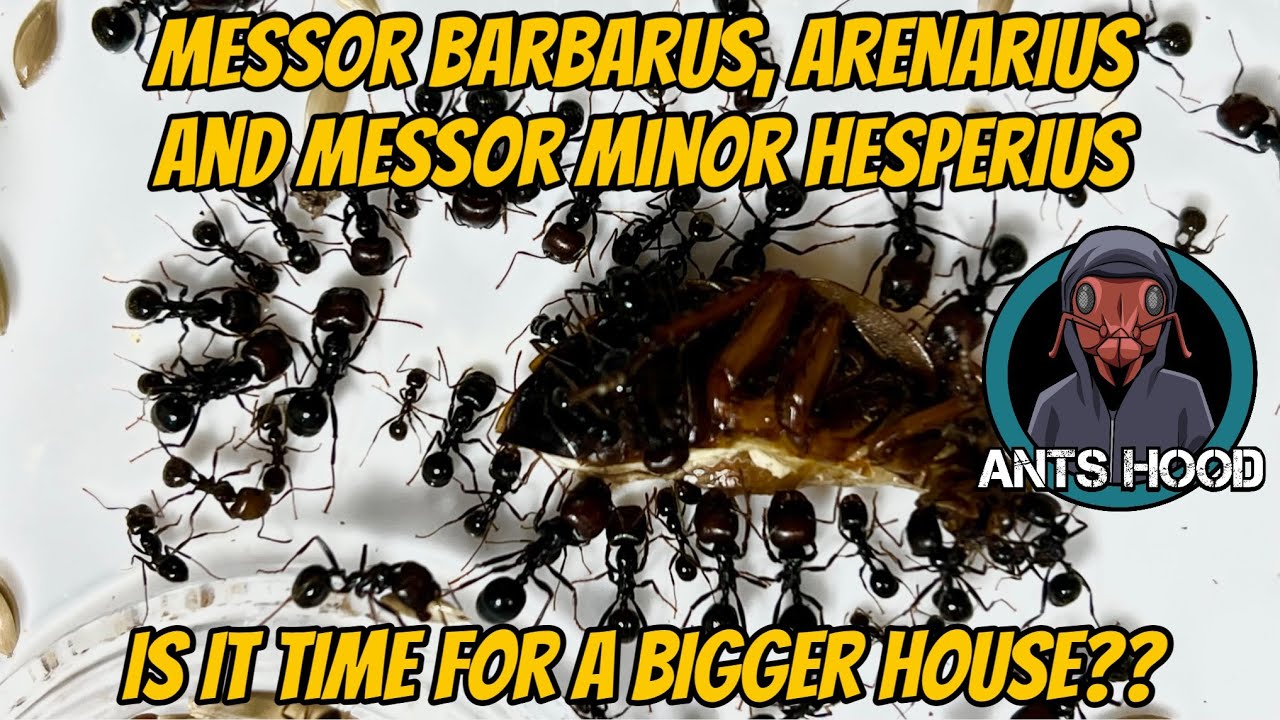 Messor Barbarus, Arenarius and Messor Minor Hesperius, It’s Time For A Bigger House!