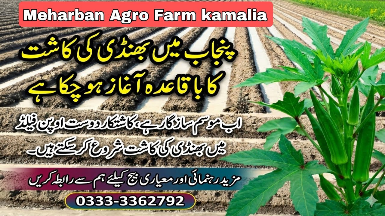 پنجاب میں بھنڈی کی کاشت کا آغاز | اوپن فیلڈ میں کامیاب کاشت کا طریقہ