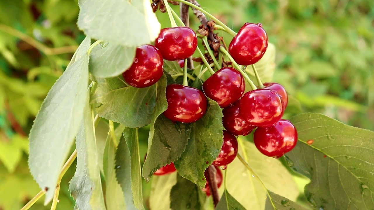 Как сделать домашний уксус из вишни