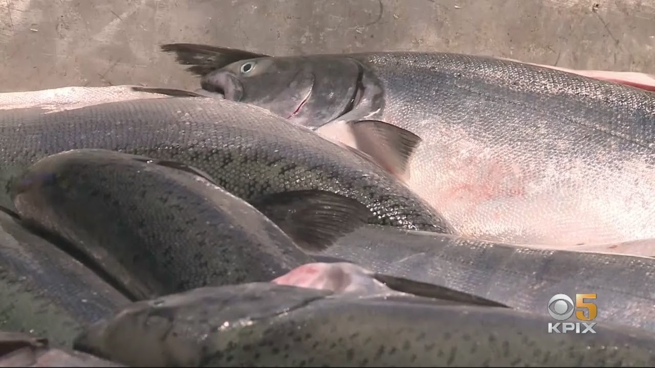 Record Year For California King Salmon In Bay Area