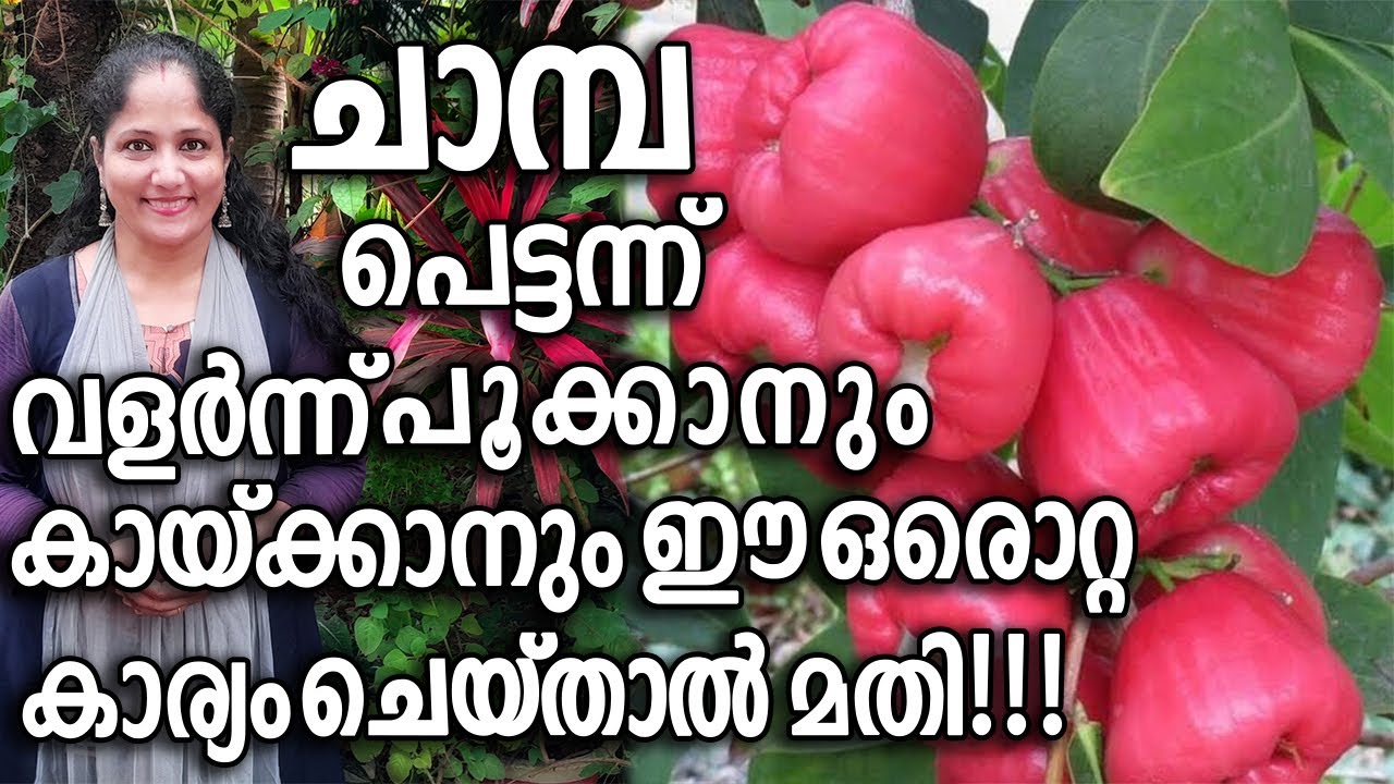 ചാമ്പ പെട്ടന്ന് വളർന്ന് പൂക്കാനും കായ്ക്കാനും ഈ ഒരൊറ്റ കാര്യം ചെയ്താൽ മതി! | Chamba Krishi Malayalam