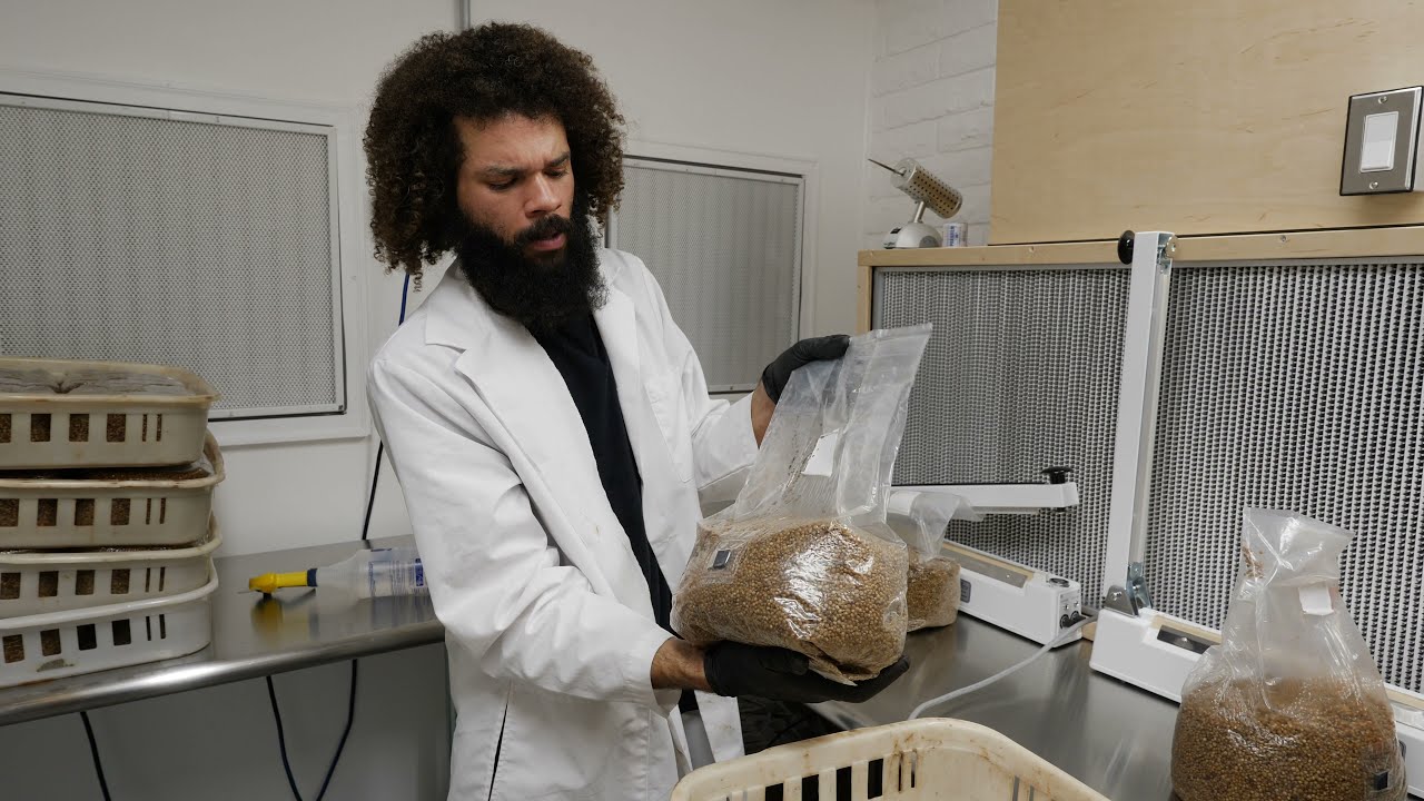 80 Bags of Autoclave Sterile Grain Spawn | Southwest Mushrooms