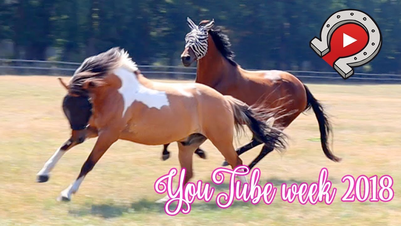 YT week 2018 dag 1: De paarden worden WILD! | felinehoi