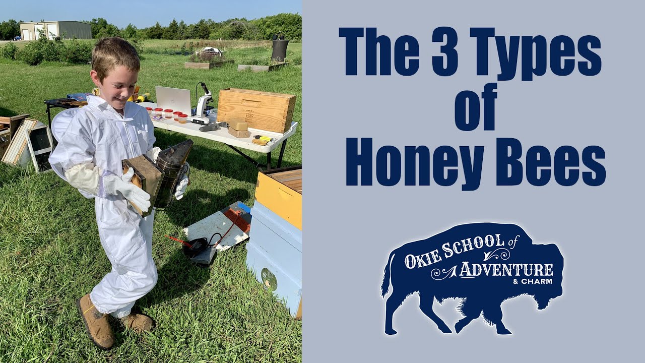 Inside the Secret Lives of Honey Bees