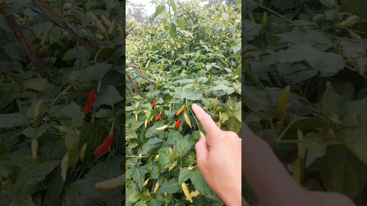 Pucuk gosong daun keriting pada tanaman cabe #shorts #arispipit #tanamancabe