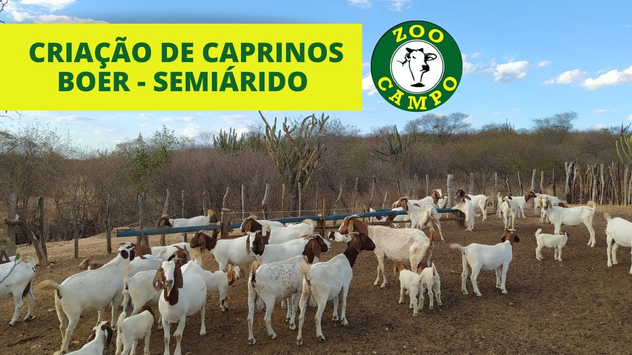 Criação de caprinos Boer - No Semiárido
