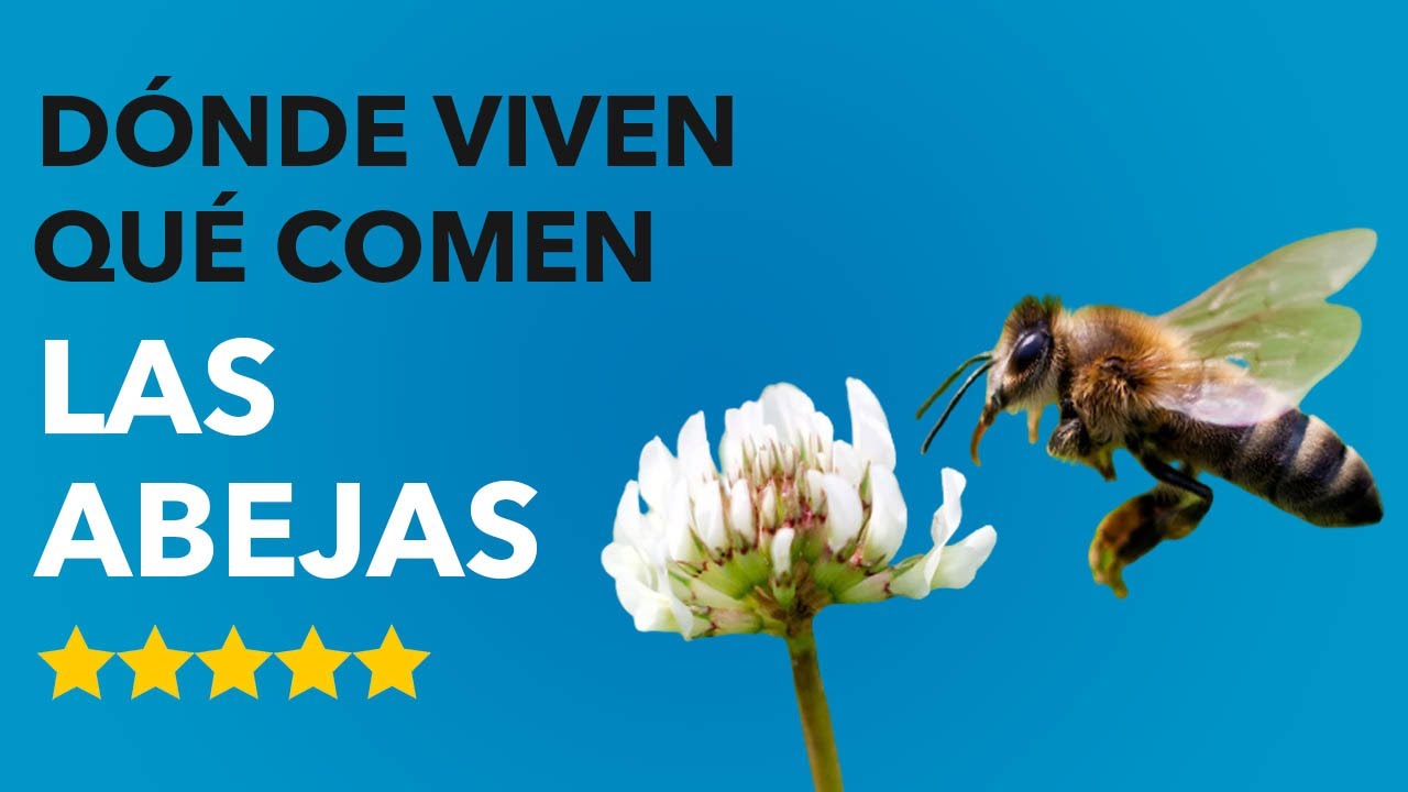 Dónde VIVEN las ABEJAS y QUÉ COMEN 🐝😮¡ASOMBROSO!