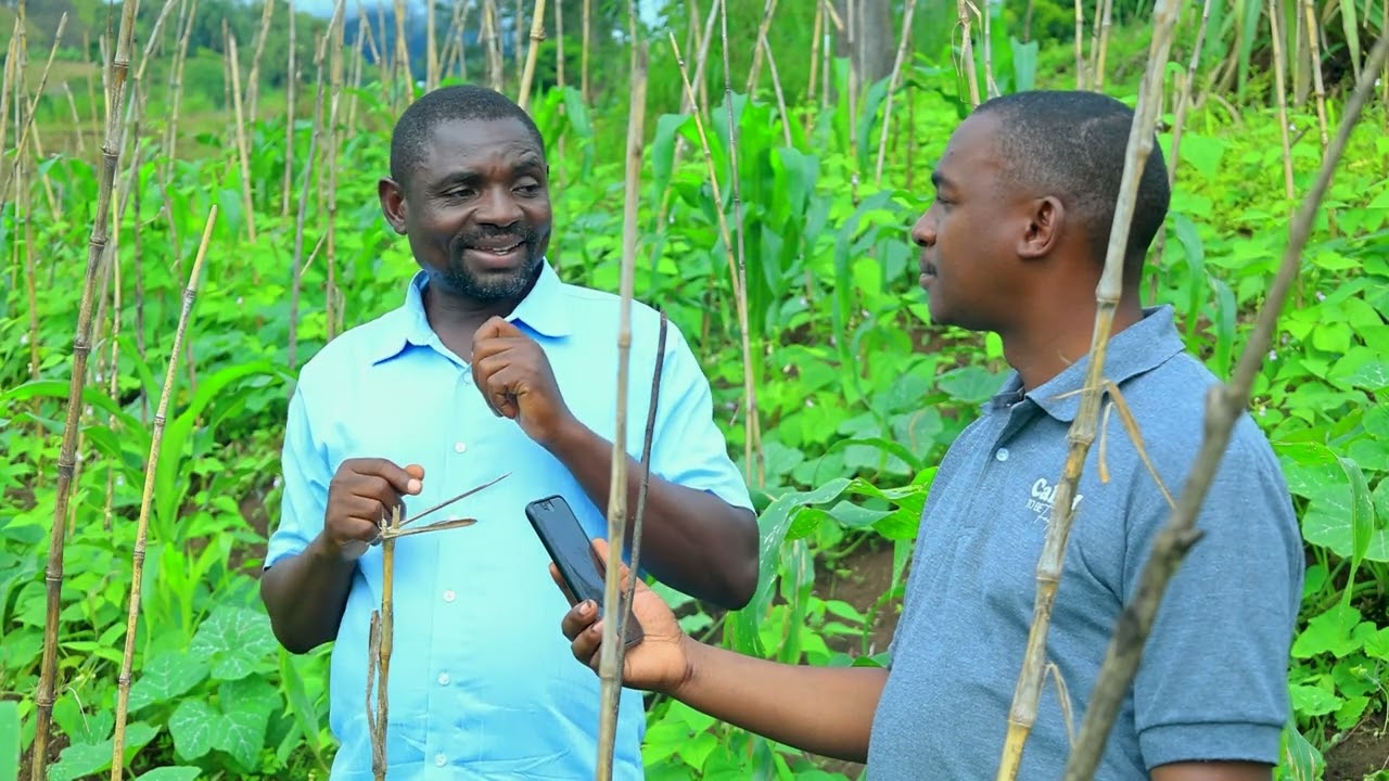 MAKALA MAALUM || KILIMO CHA MAHARAGE