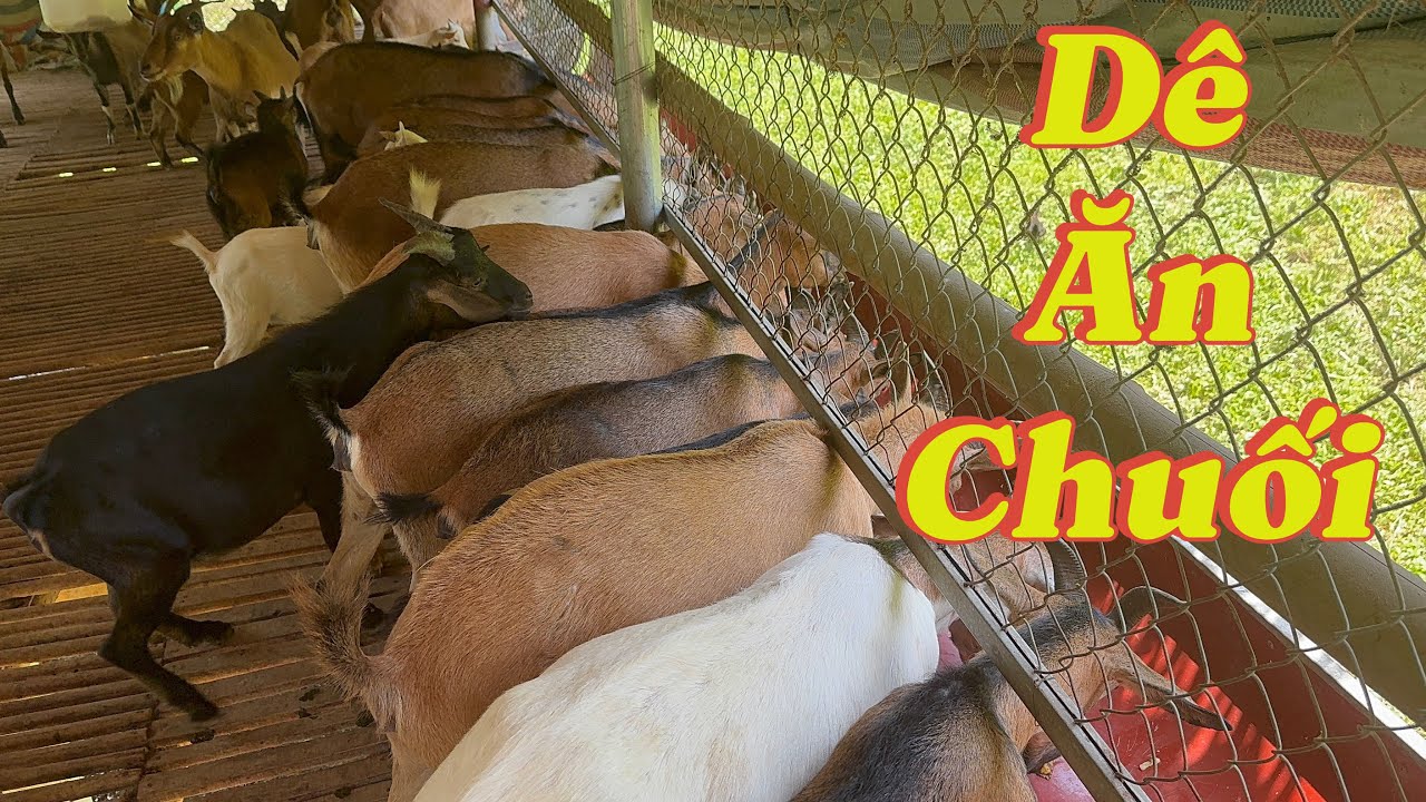 Dê ăn chuối - goat farm