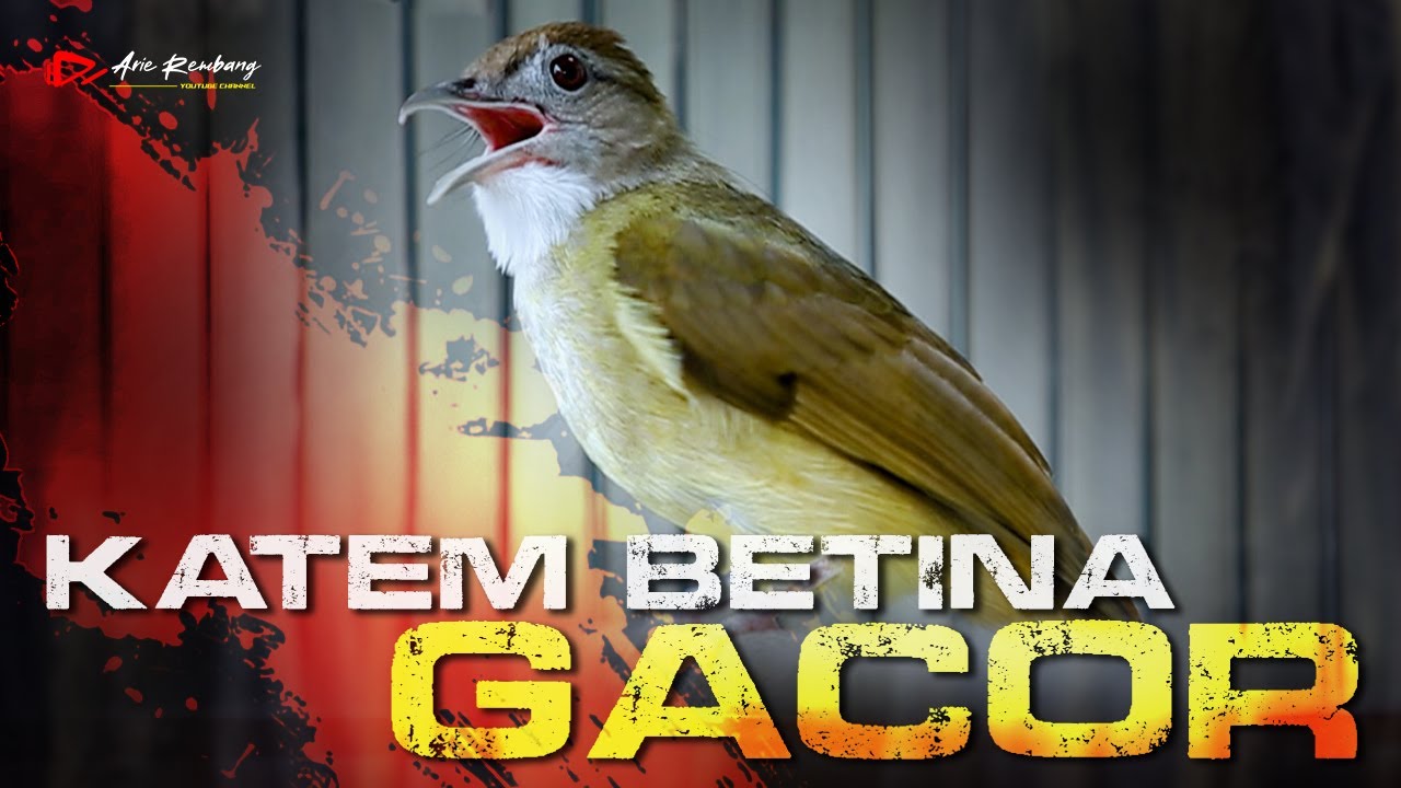 MASTERAN KAPAS TEMBAK BETINA GACOR SUPER NGEBREN