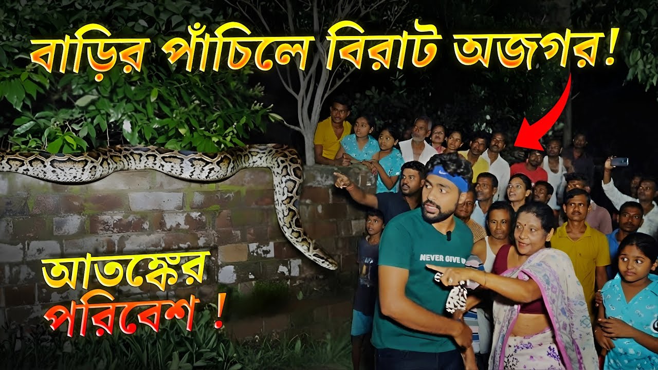বাড়ীর পাঁচিলে অজগর দেখে আতঙ্কগ্রস্ত গোটা পাড়া! বিরাট সাপ শুয়ে আছে পাঁচিলে! Rock Python Snake