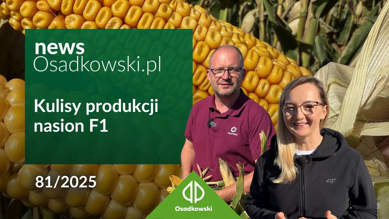 Jak powstaje kiszonkowa kukurydza Goldnugget? Produkcja nasion krok po kroku