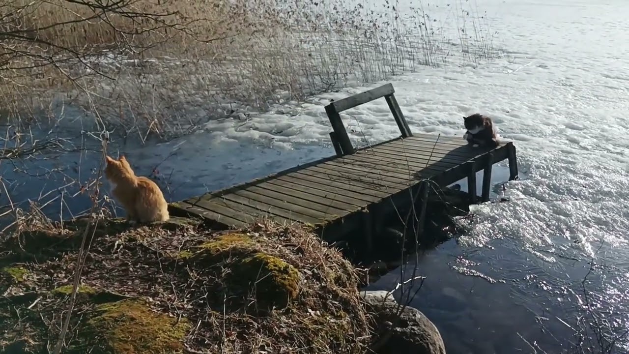 Evijärvi - Finland spring season/Angel Snowbird #finland #springtime  #naturelovers #wildlife