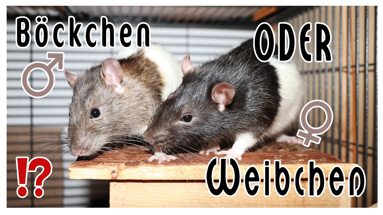 Tierisches Wissen: Unterschiede zwischen: Rattenb&ouml;ckchen und Rattenweibchen