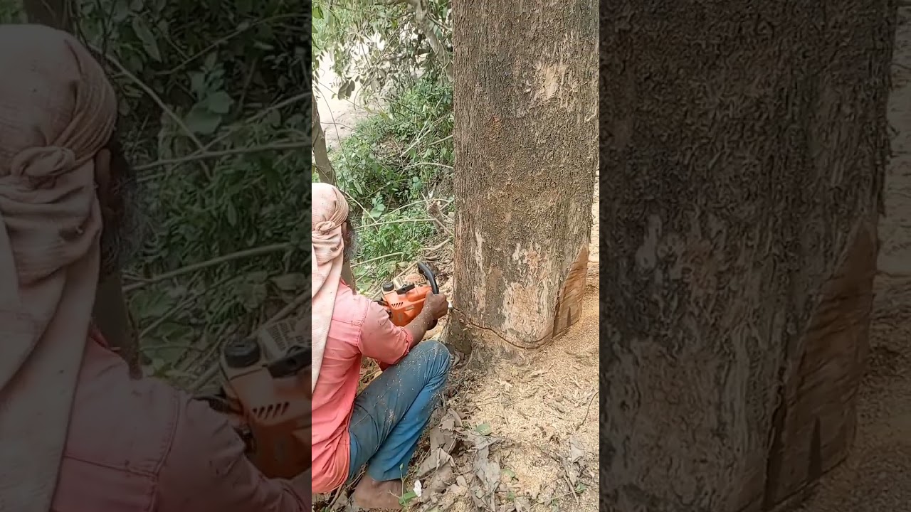 cutting teak tree#Shorts .
