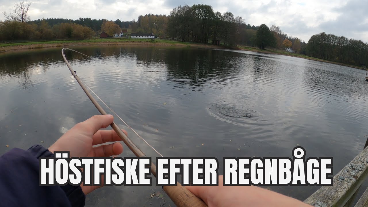 Lyckat höstfiske efter regnbåge - flugfiske i Björkadammen