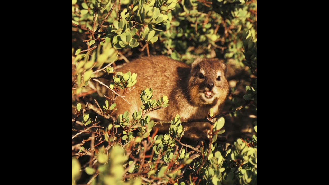Cute Chomper (Rock Hyrax)#cuteanimals#shorts#adorable#wildlife#dassie#capehyrax#rockrabbit#coney