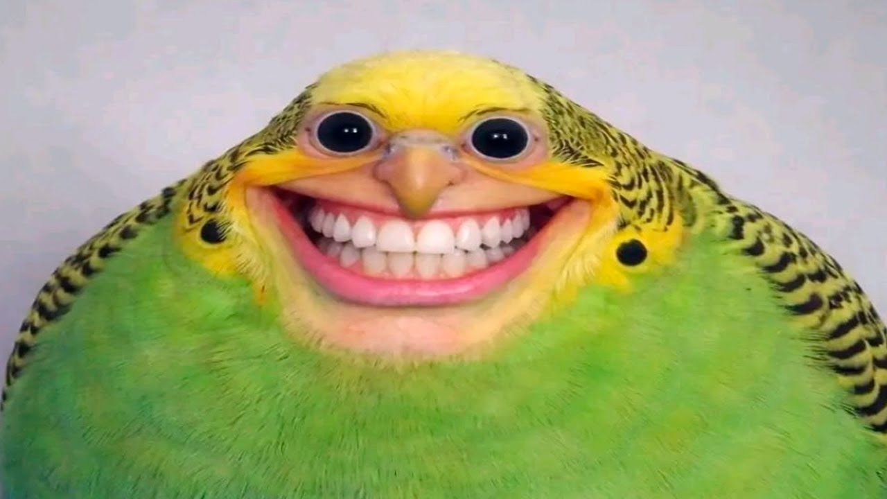 you laugh, you restart (funny videos)