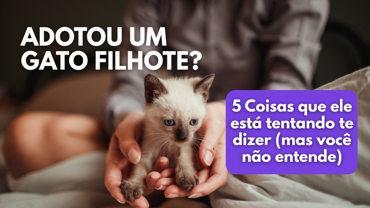 Adotei um gato filhote? Como cuidar corretamente dele?
