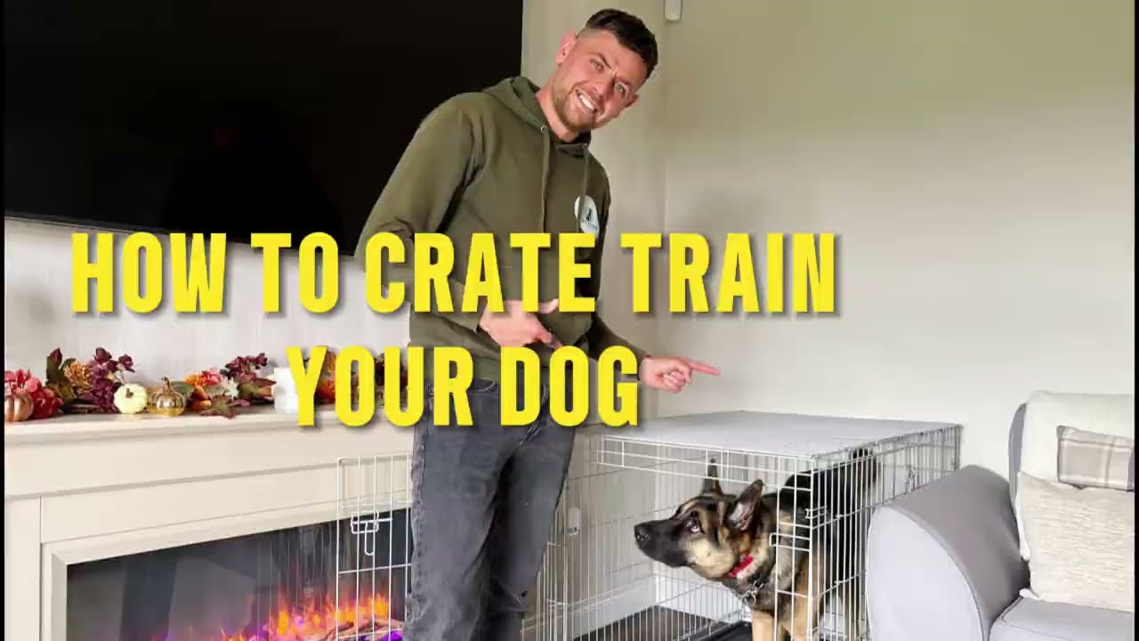 How to introduce your dog to the crate the right way!