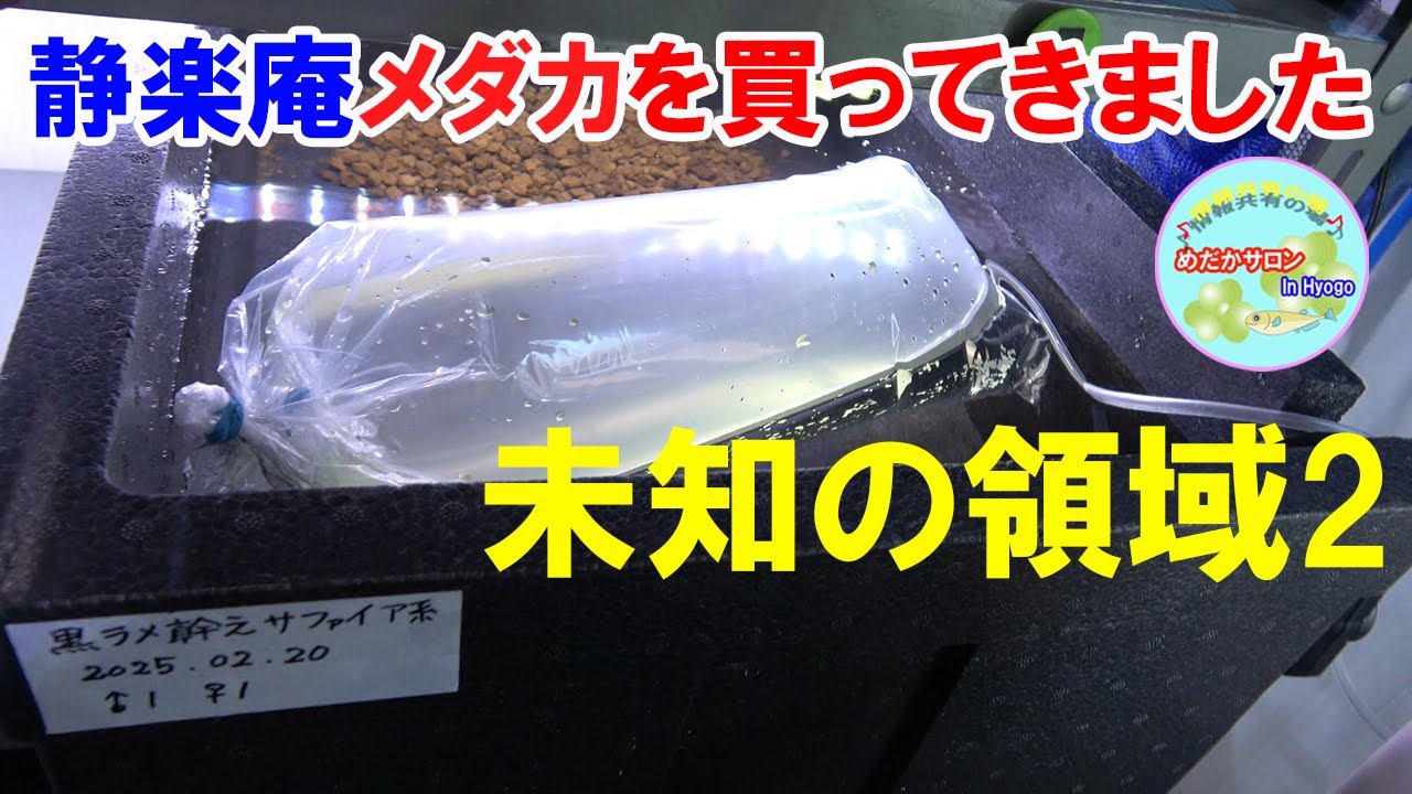 第115回 【静楽庵のメダカを買ってきました】