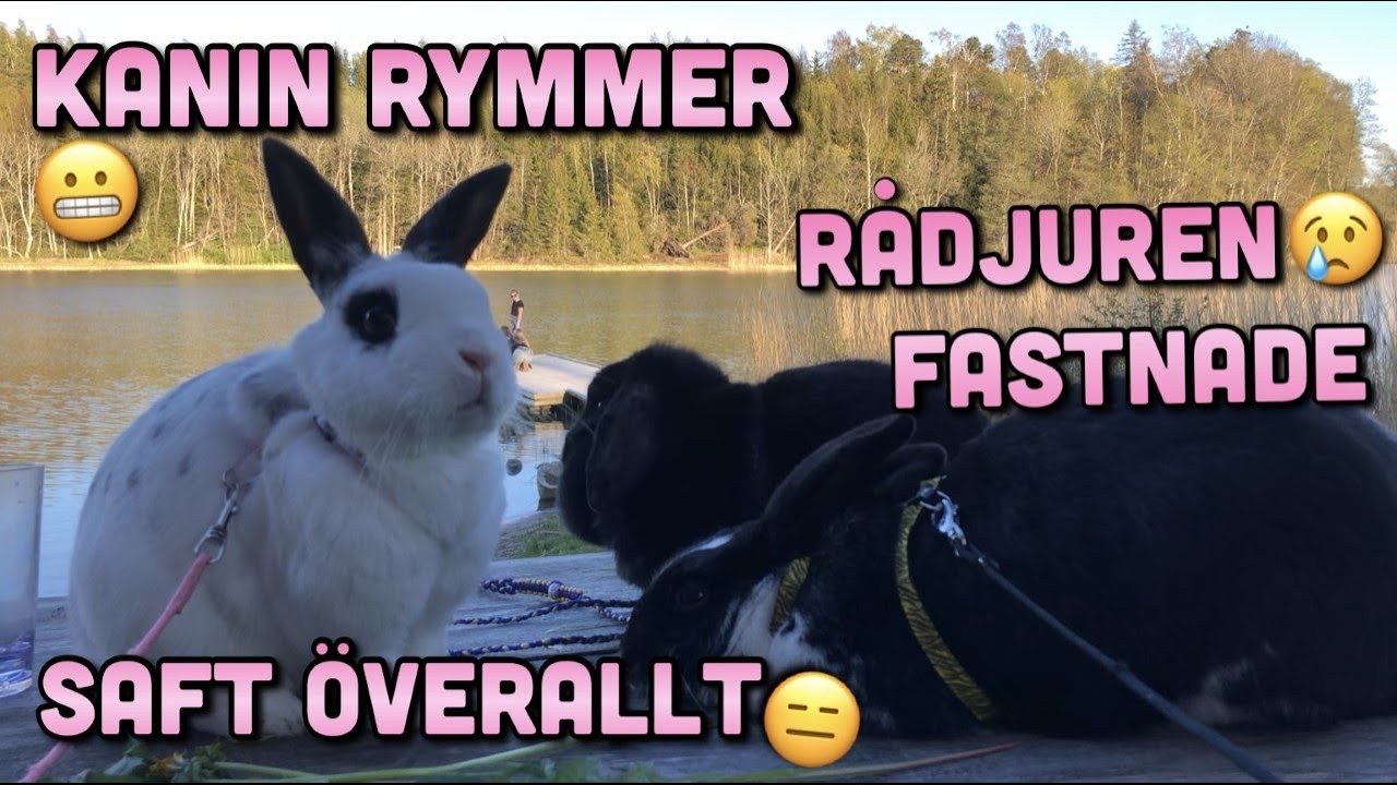 Vlogg~ En kaos picknick med kaninerna