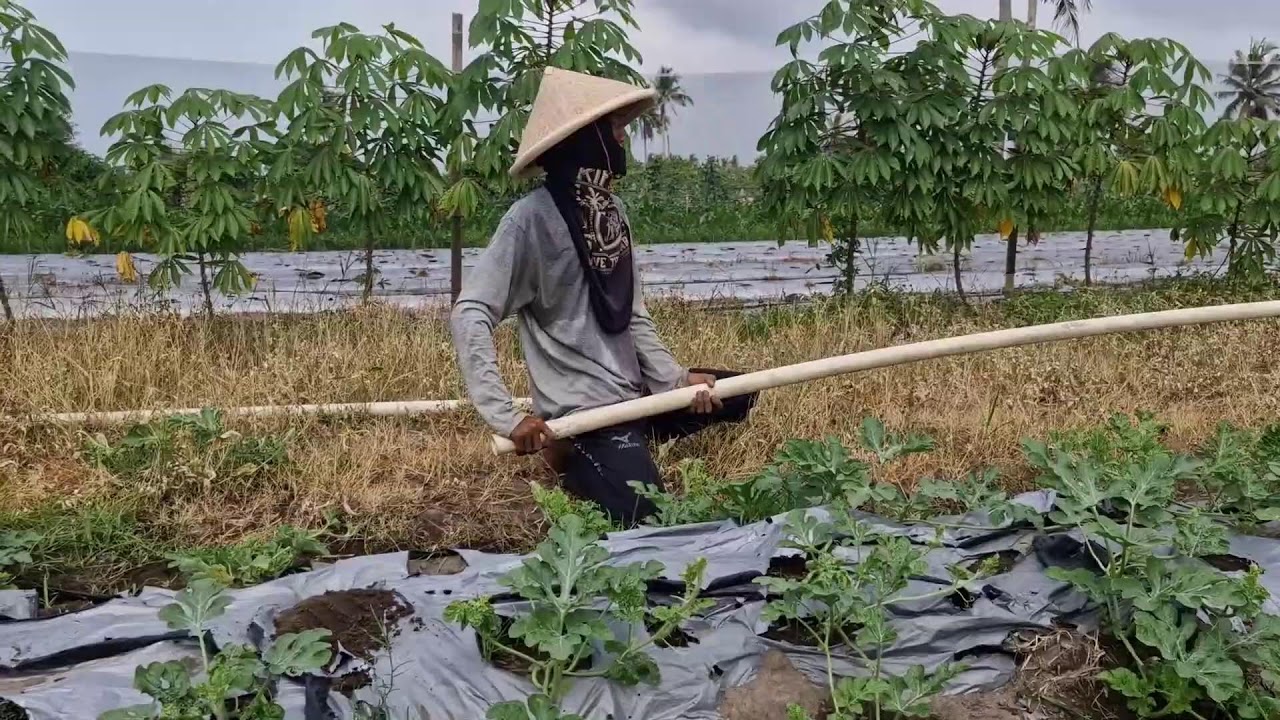 ULTIMATE WATERMELON FARMING HACK: REMOVE WEEDS QUICKLY WITH BARE HANDS - Agriculture Farming