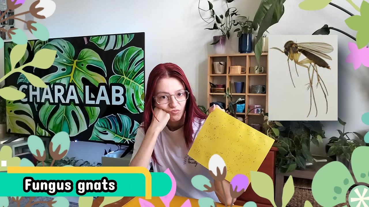 Τι να κάνω με τα μυγάκια;;;; // Chara Lab