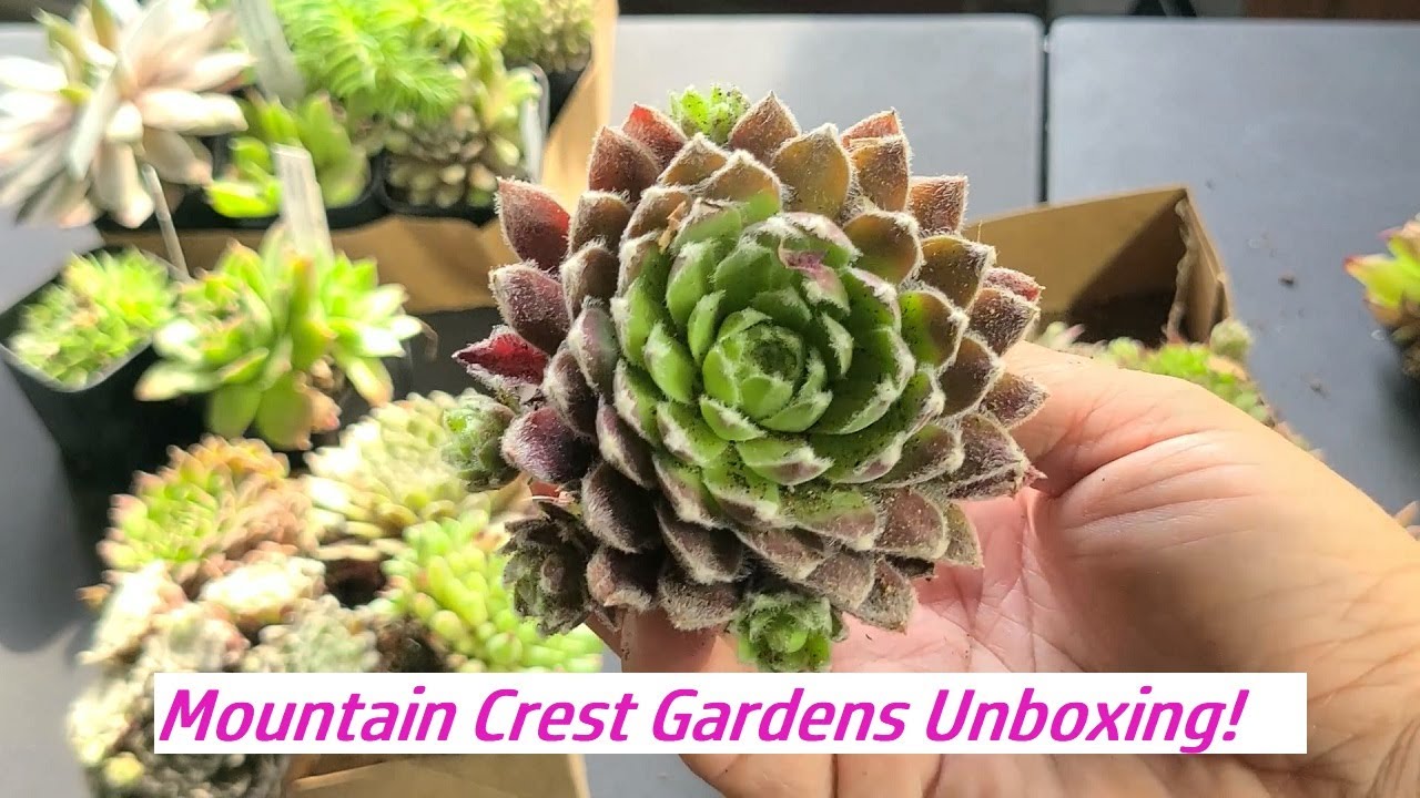 Mountain Crest Gardens Unboxing!