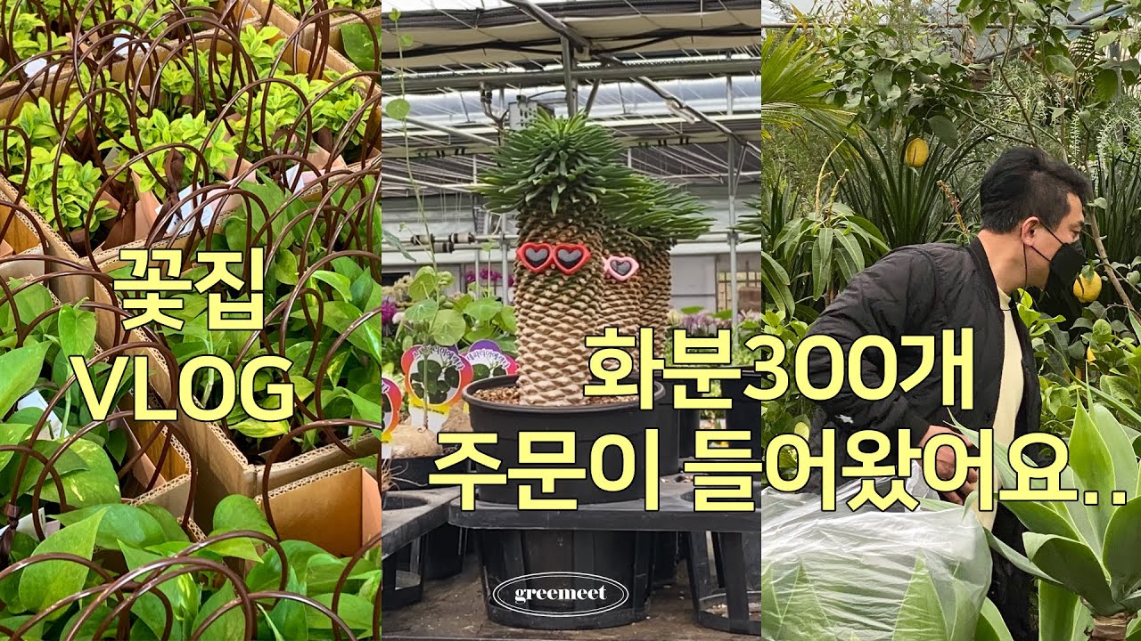 화분 300개 주문이 들어왔어요..🌱┃충청에서 제일 큰 화훼단지 공개┃비수기 꽃집브이로그
