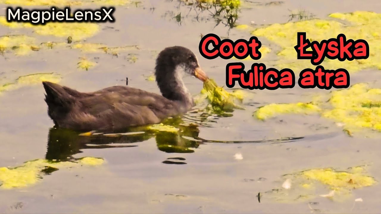 Young Coot Eating 4K Fulica atra Łyska #duck #nature #birdsong #MagpieLensX