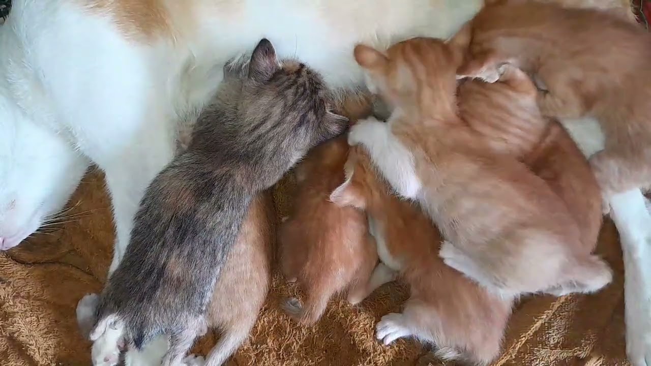 Really love all the little kittens are enjoying milk together 