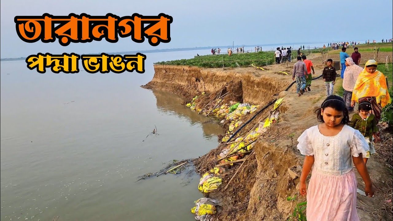 তারা নগর পদ্মা ভাঙন।