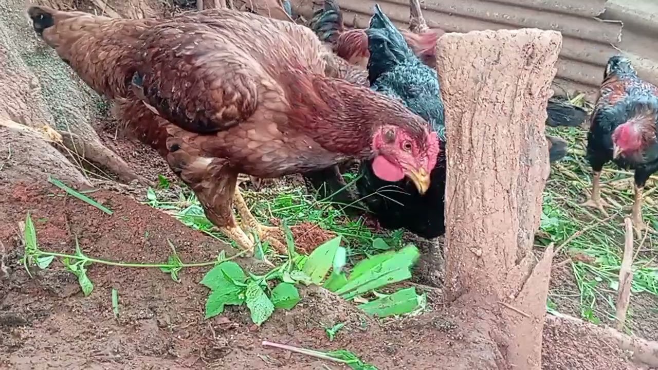 Mais um dia na criação de galinhas caipiras 🙏🐔😀