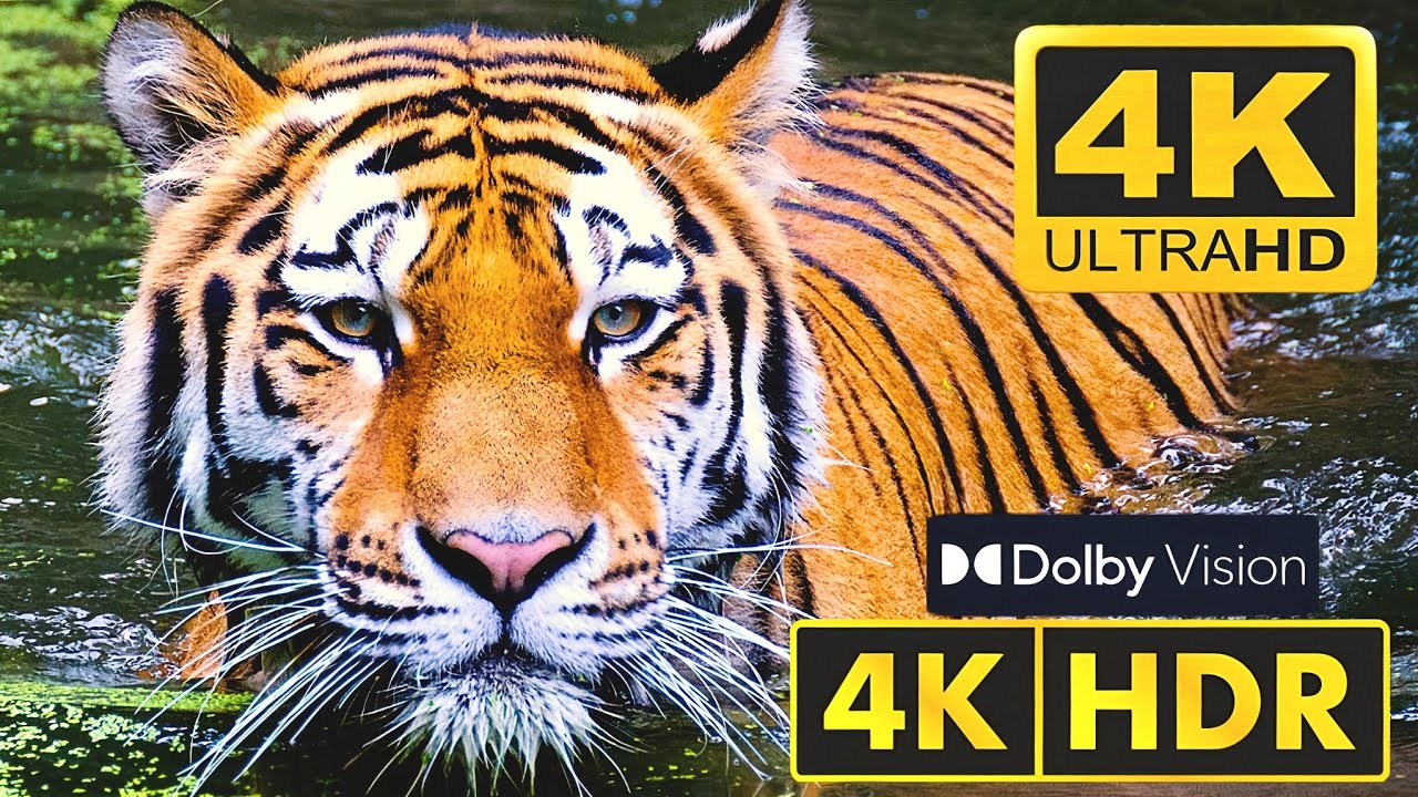 Best of Dolby Vision 4K HDR 60fps | 4K Video | 4K Ultra HD Video | 4K HDR video | 4K