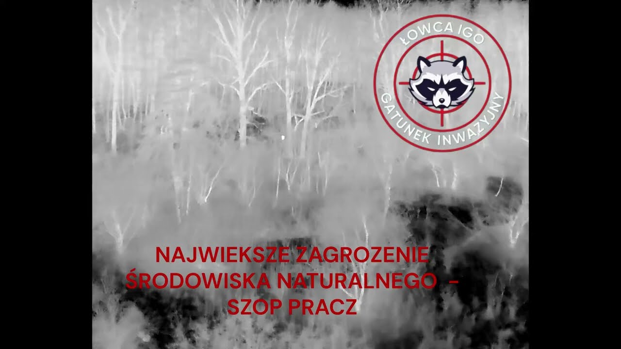 Polowanie na szopy 20 minut 8 szopów  !