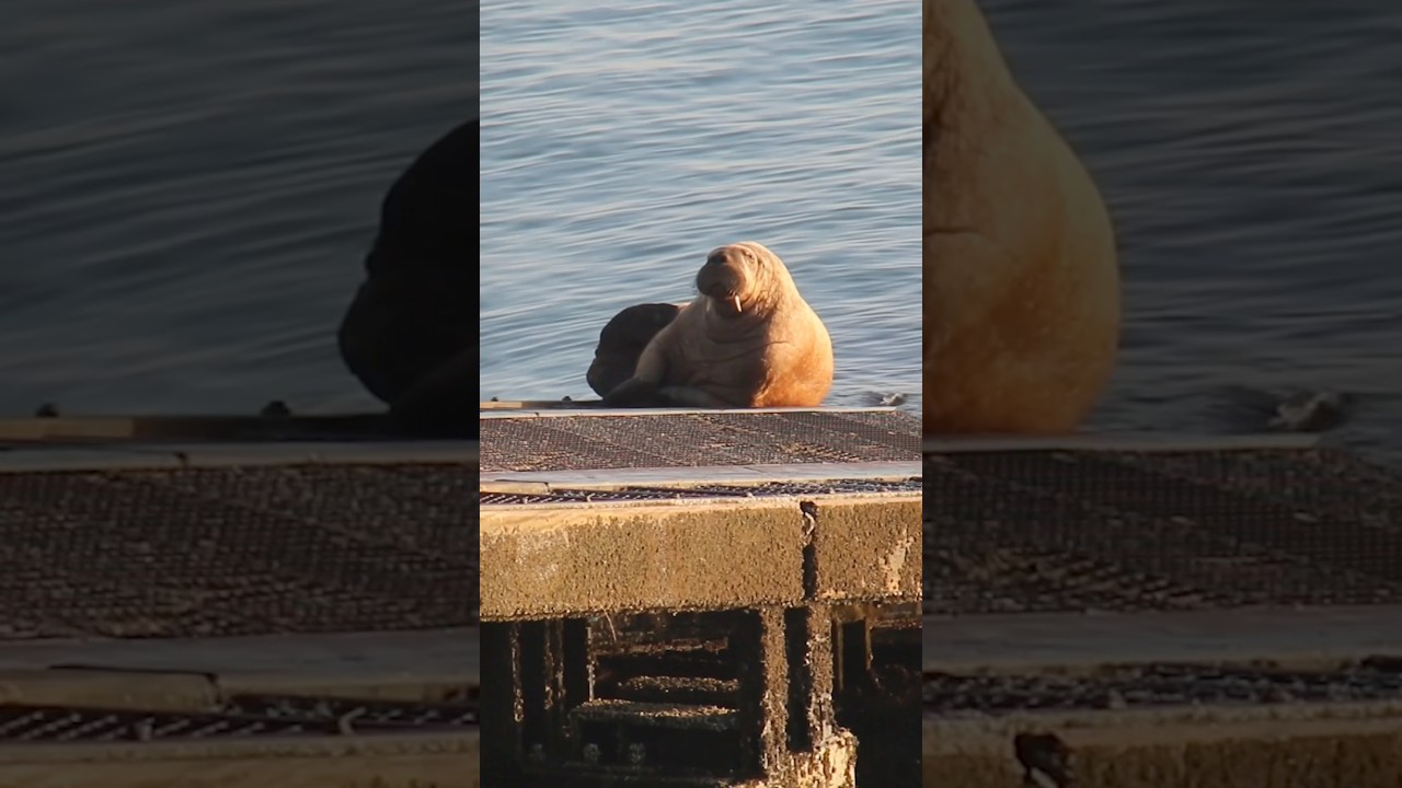 Finding 5 animals that should not be in the UK