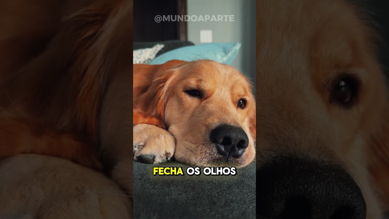 O QUE OS ANIMAIS FAZEM QUANDO EST&Atilde;O PERTO DE PARTIR, PT 10 #bichos #curiosidades #animals #cachorro