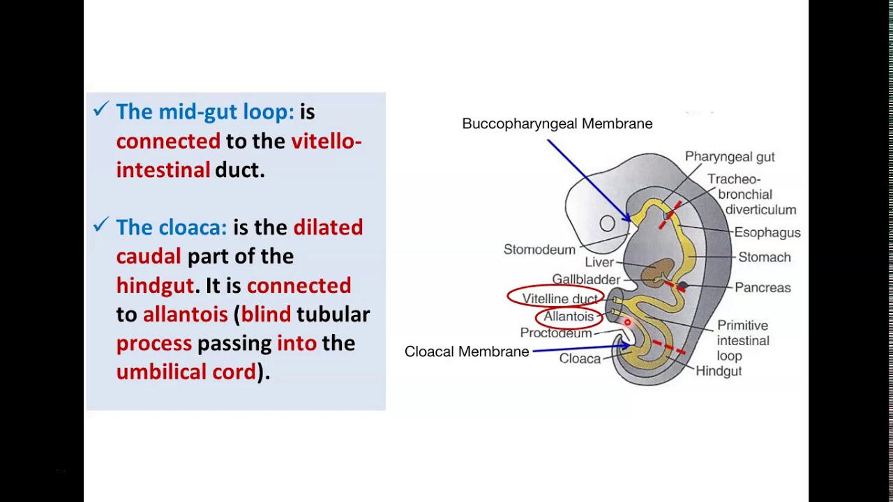 Introduction to Development of GUT Tube - Dr. Ahmed Farid