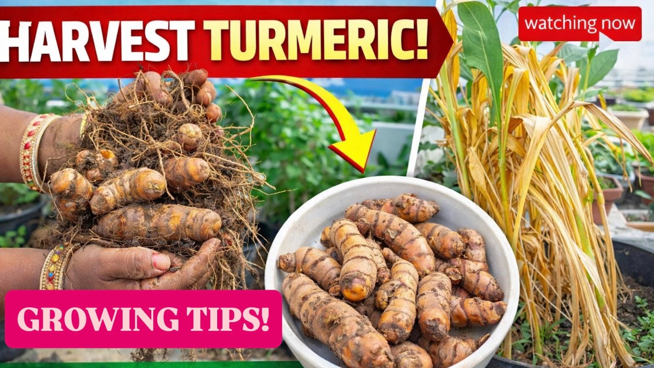 हल्दी उगाने से लेकर हार्वेस्ट तक | पूरा जर्नी वीडियो | Planting से Harvest तक in 2026