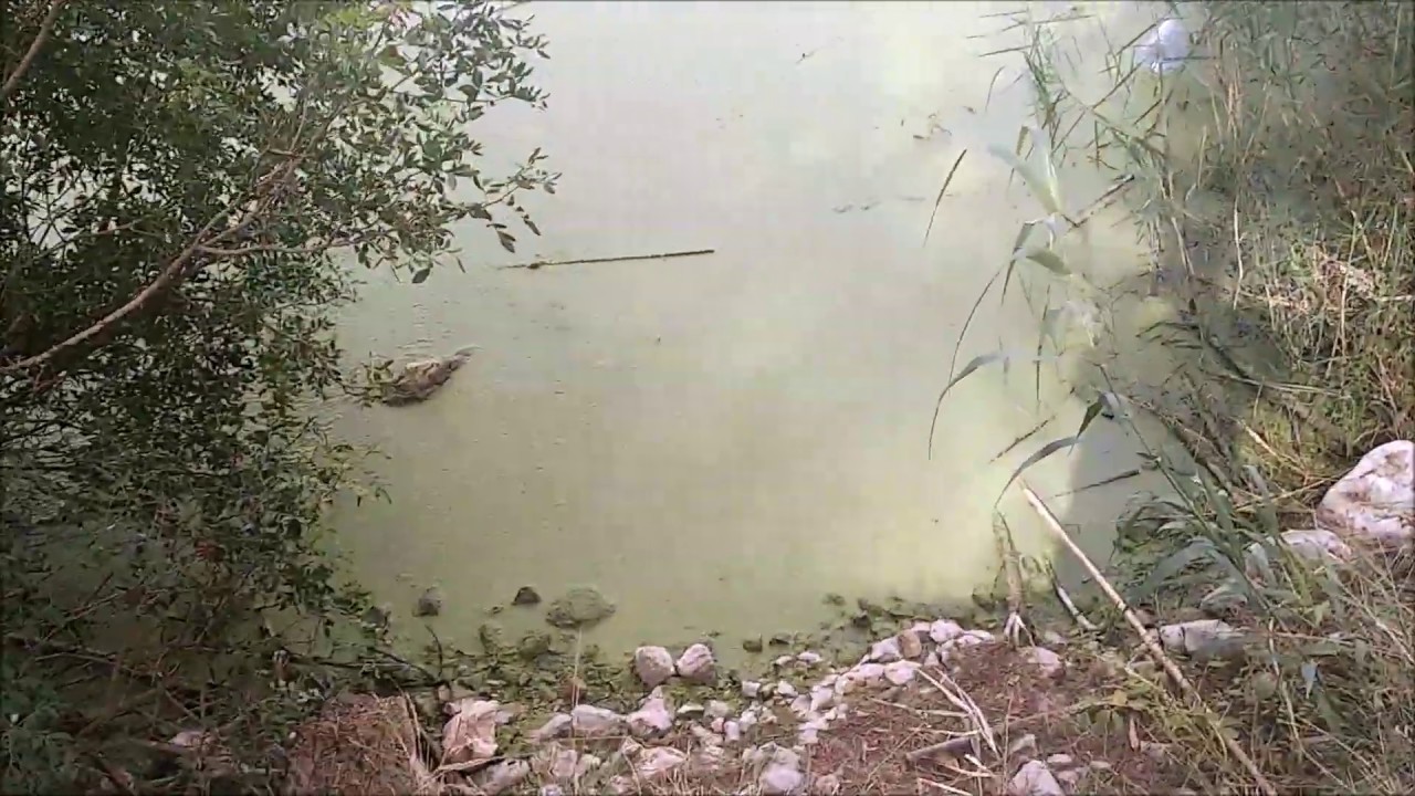 Pantano Del Foix ( 07/10/2019 )