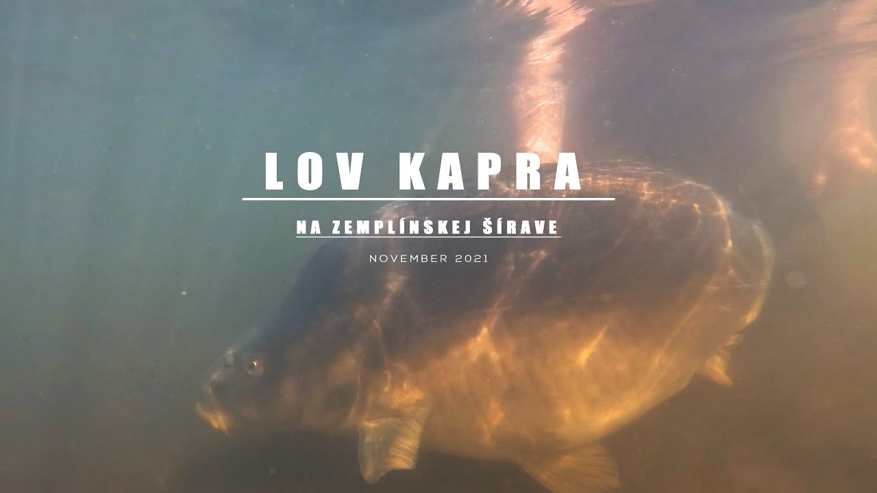 Lov kapra na Zemplínskej Šírave #kapor #kaprarina #drbaits #sirava #carp #carpfishing #slovakia