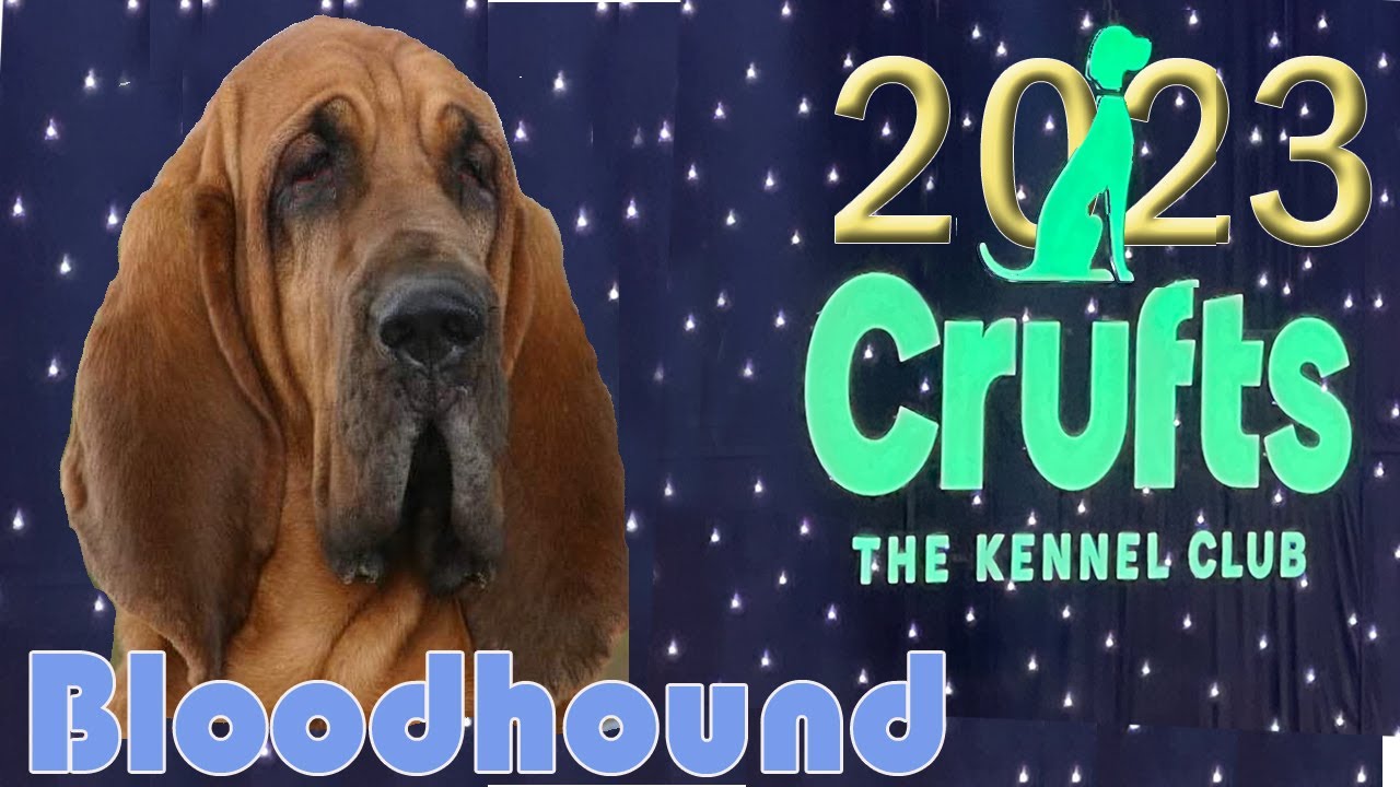 Crufts 2023 Bloodhound