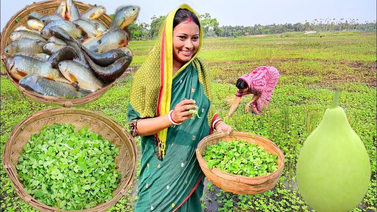 মাঠ থেকে সুশনি শাক তুলে রান্না করলাম সাথে কৈ মাছ ভাপা আর লাউডাল রেসিপি || fish curry