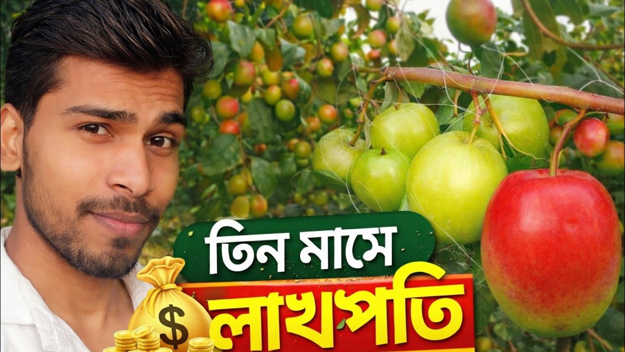 অল্প খরচে অ্যাপেলকুল চাষ | ৩ মাসে লাখপতি | Apple Kul Farming Full Guide | Krishnarjun