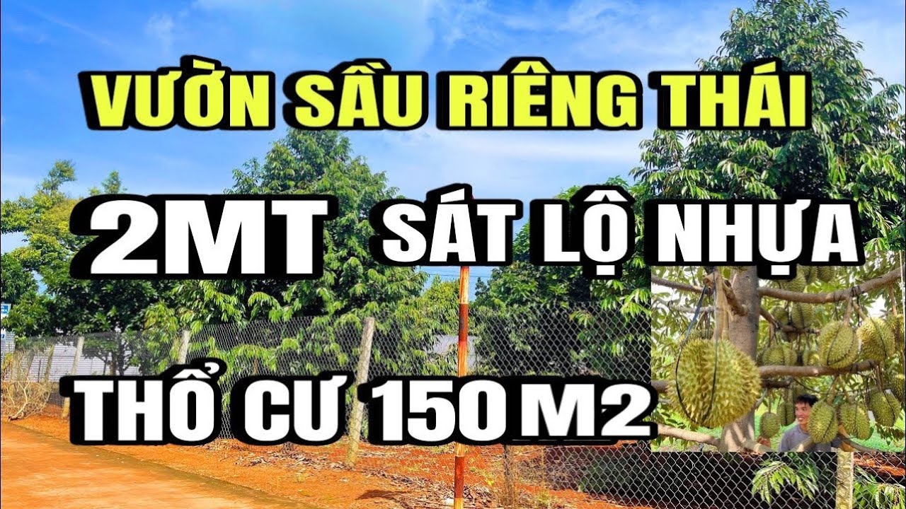 Chú Thái lớn tuổi, bán gấp vườn sầu riêng thái, thổ cư, 2MT, Sông Ray, Đồng Nai, huyện cẩm Mỹ cũ 