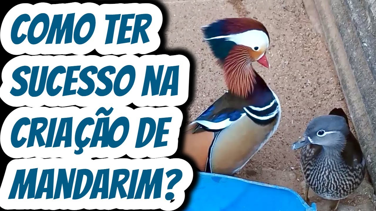 Como ter sucesso na cria&ccedil;&atilde;o de Marreco Mandarim? Dicas de como criar marrequinhos de forma f&aacute;cil