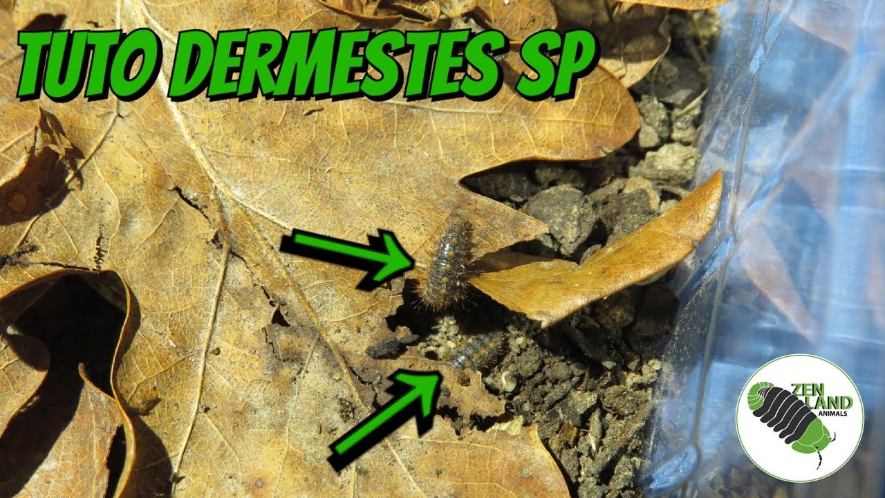 Tuto dermestes sp