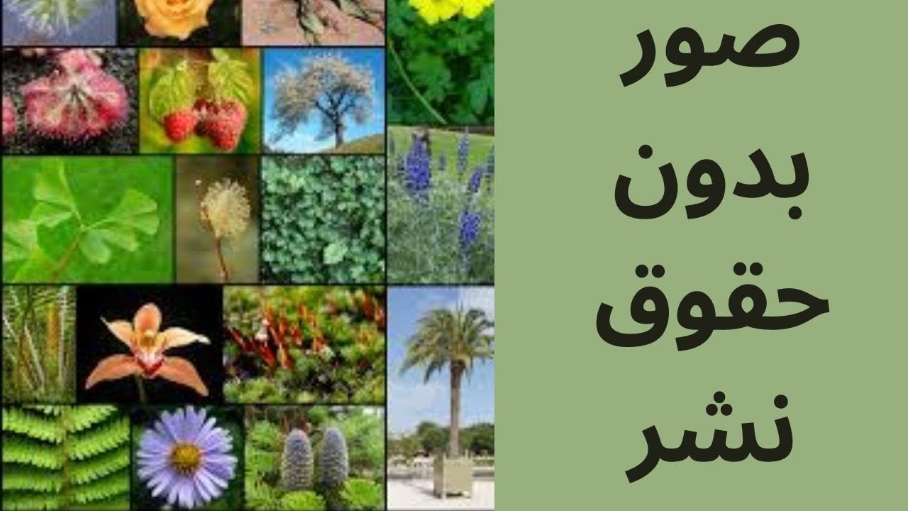 طريقة الحصول على صور مجانية بدون حقوق نشر، وتصميم صور مناسبة للمحتوى بطريقة سهلة وبسيطة