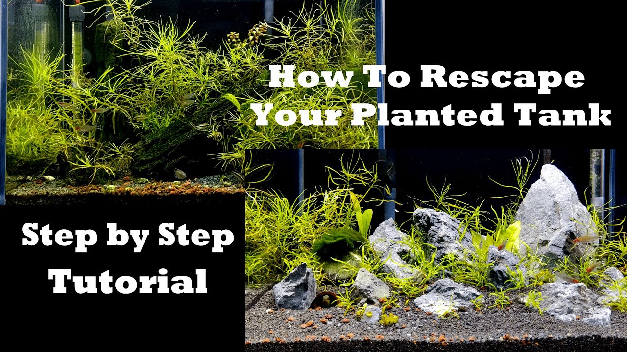 How To Rescape Your Planted Tank - Step by Step Tutorial